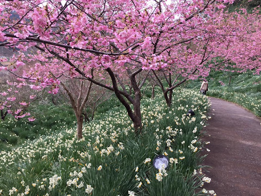 新しい季節の訪れを象徴する約2000本の桜(早咲き頼朝桜、ソメイヨシノなど)が山あいの佐久間ダム周辺に咲き誇る。